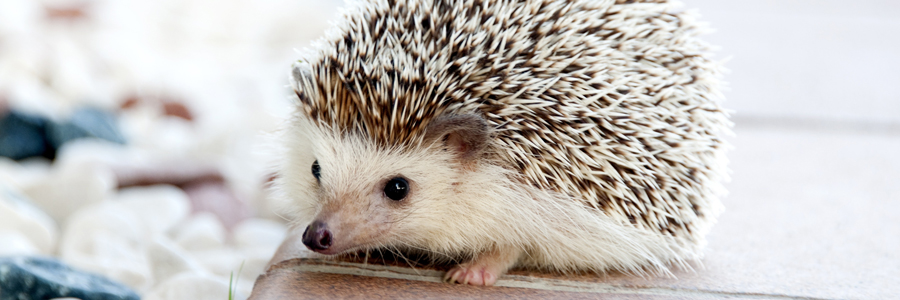 Hedgehogs and Such