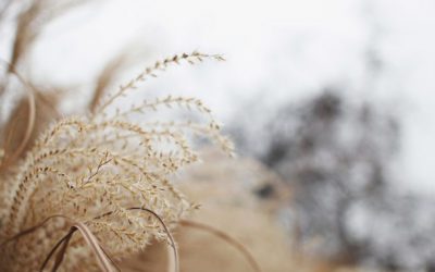 The Goldilocks Question
