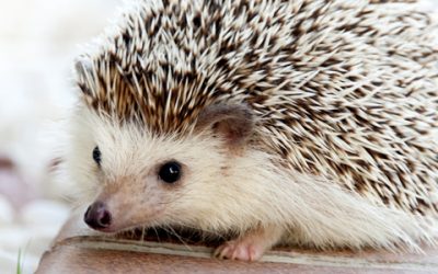 Hedgehogs and Such